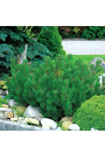 Мугус– компактна сосна для малих садів.